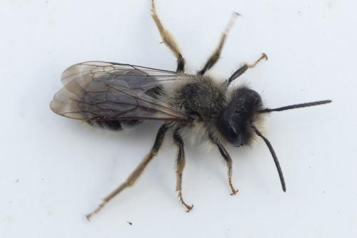 Andrena vaga
